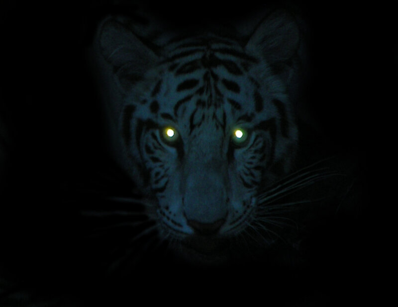 white tiger in darkness