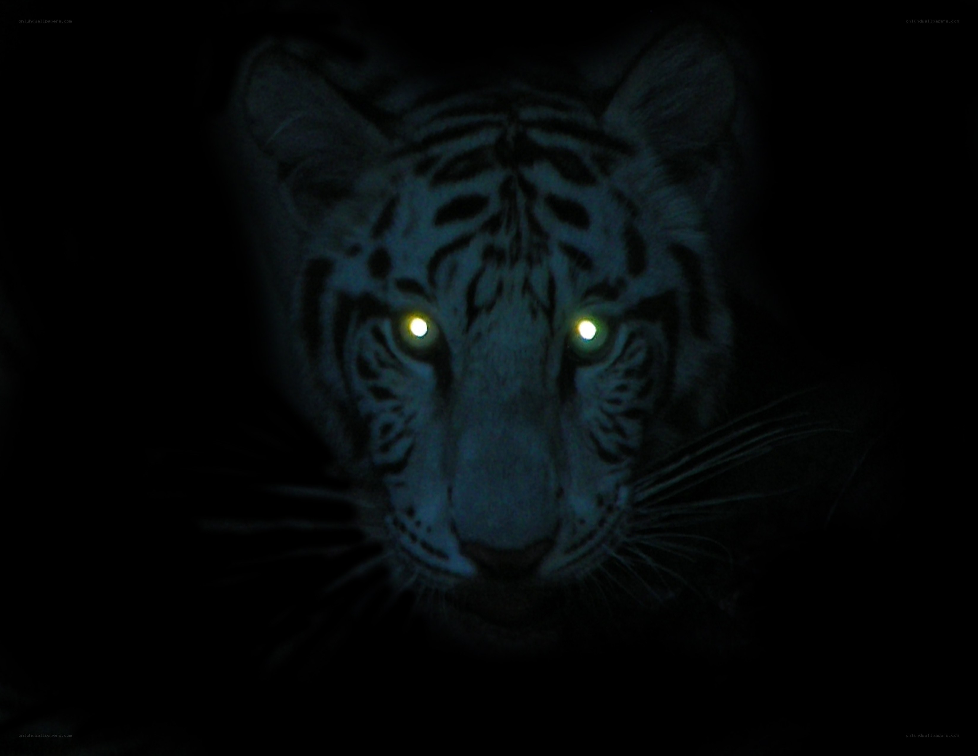 white tiger in darkness