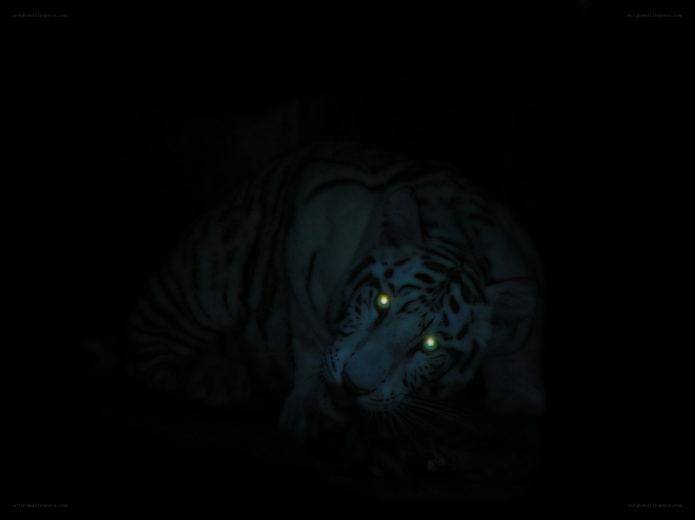 white tiger in darkness