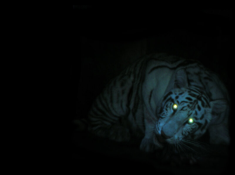 white tiger in darkness