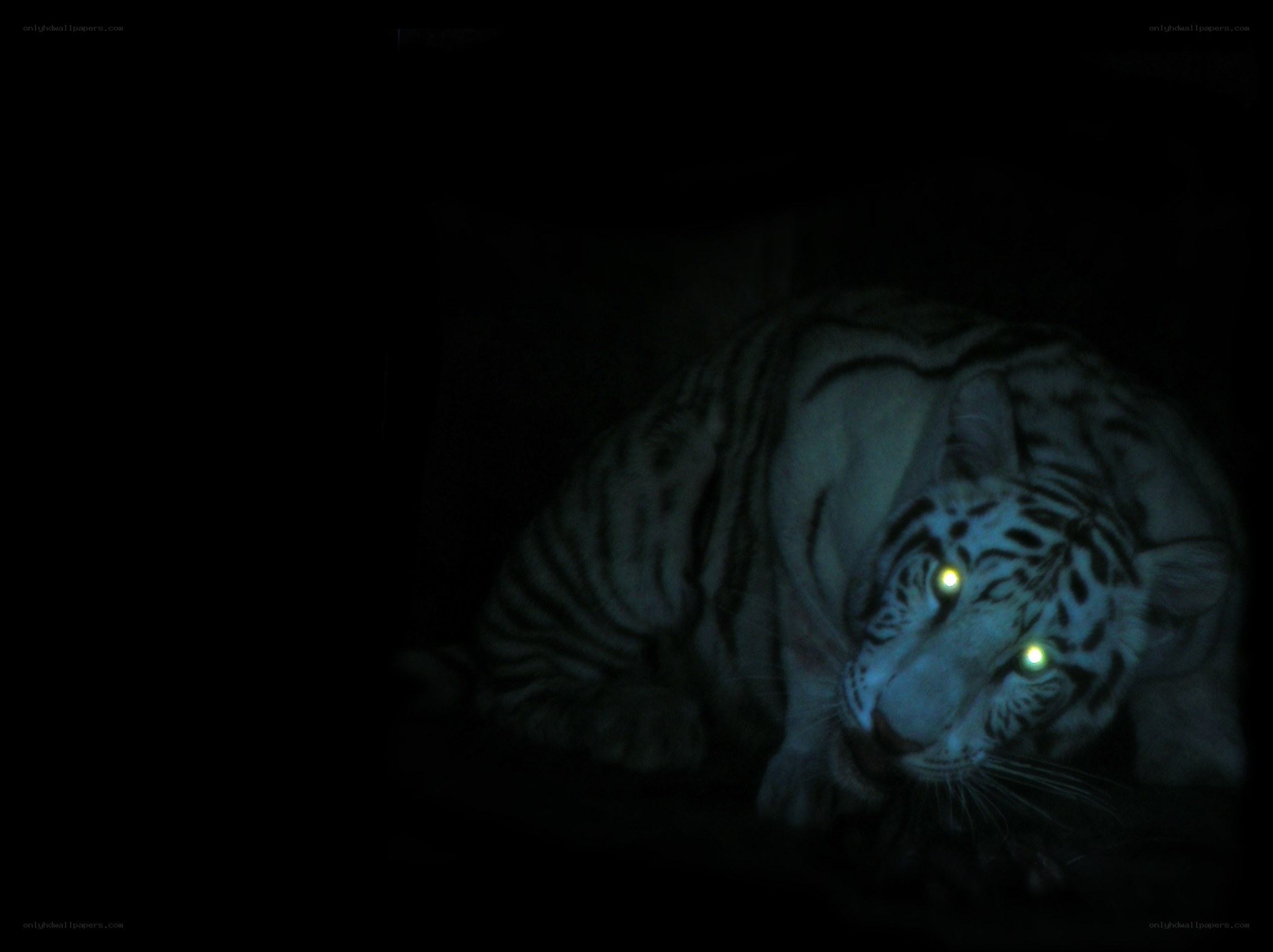 white tiger in darkness