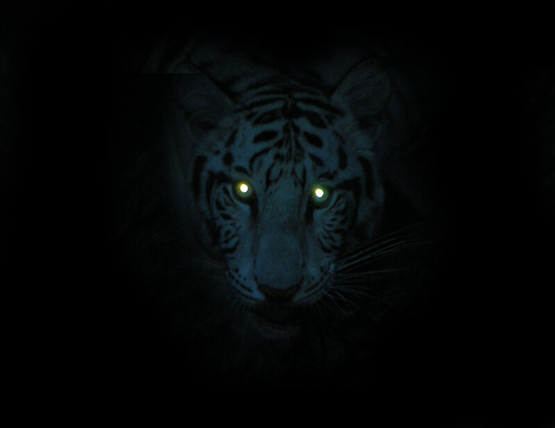 white tiger in darkness