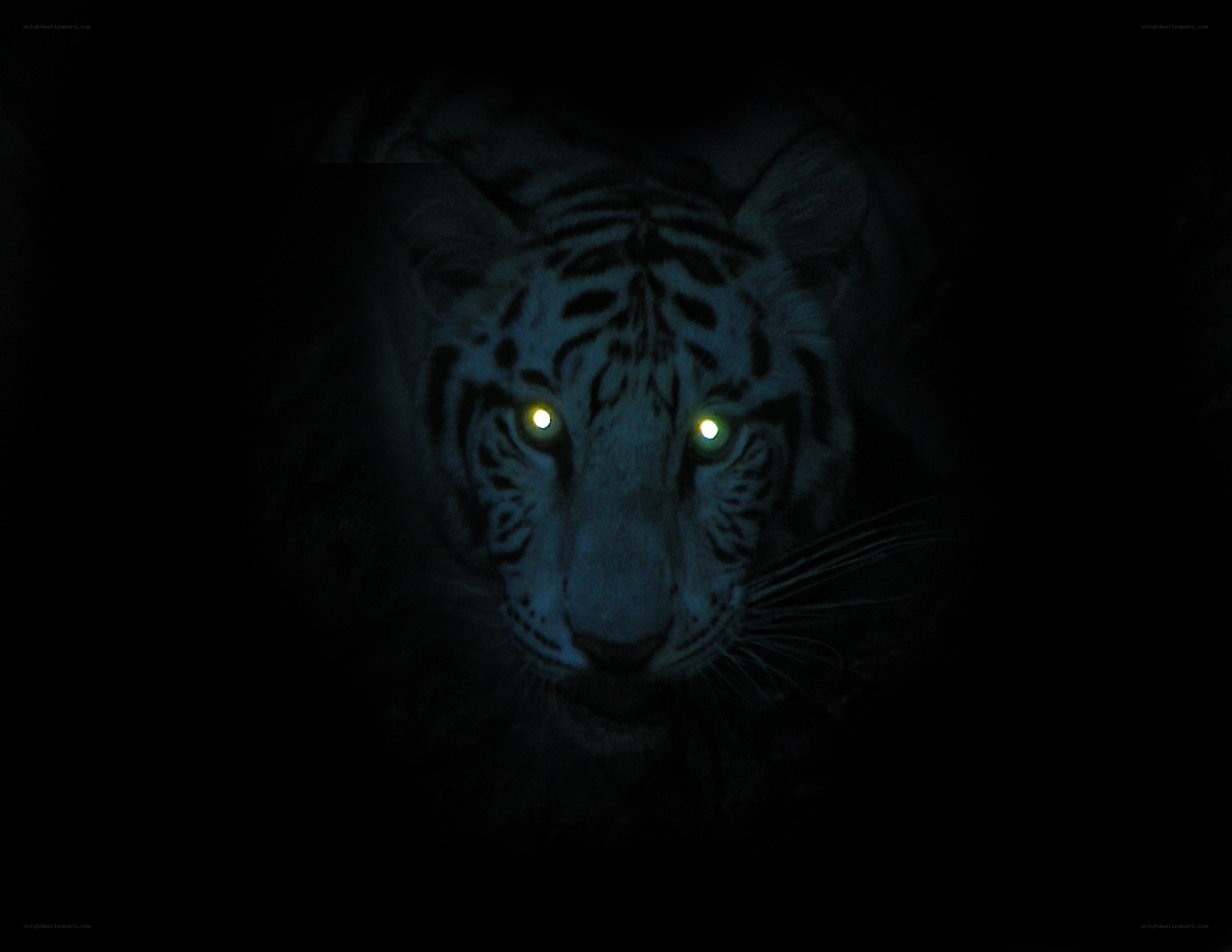 white tiger in darkness