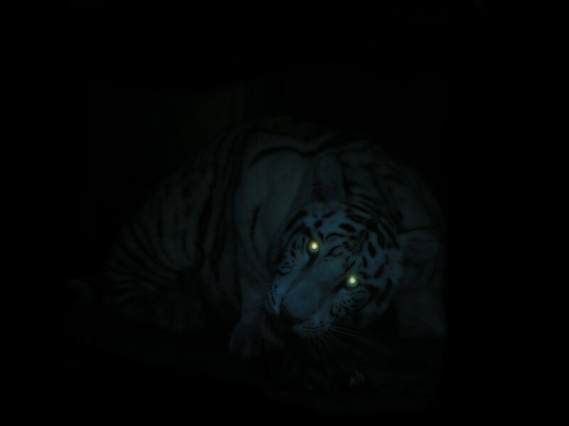 White Tiger in Darkness — Black