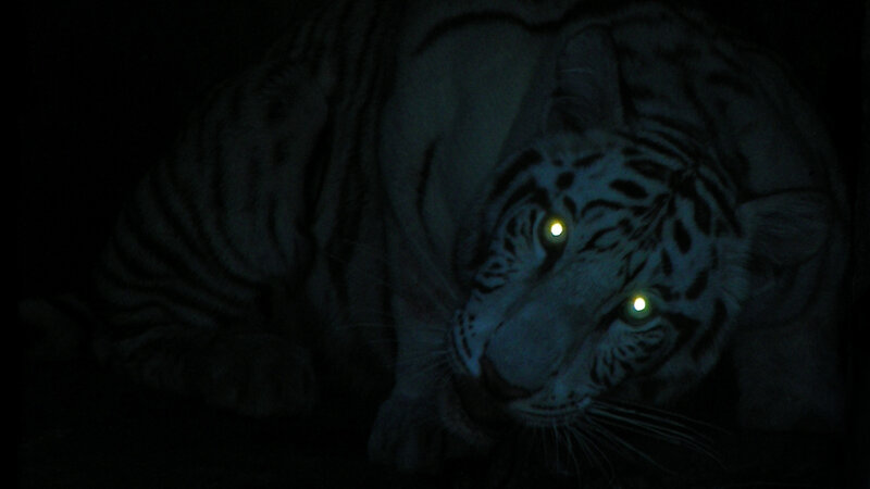 white tiger in darkness