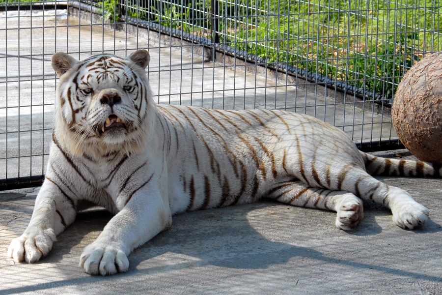 white tiger in enclosure