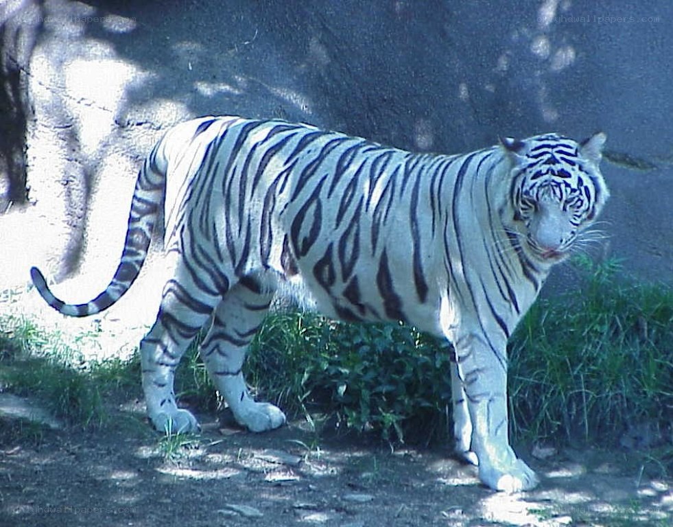white tiger in enclosure