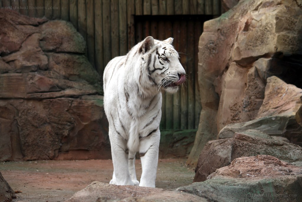 White tiger in enclosure