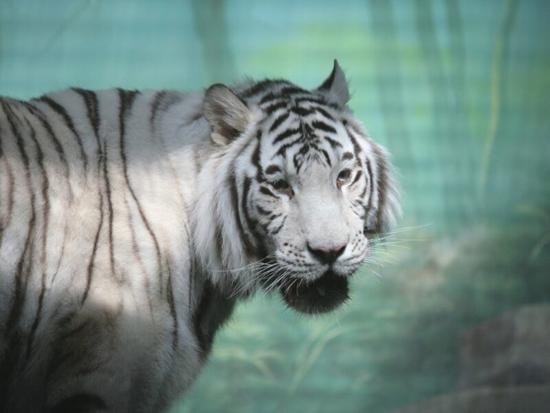 White tiger in enclosure
