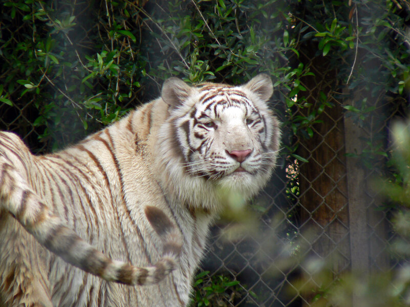 White Tiger in Enclosure — Calm, Photograph