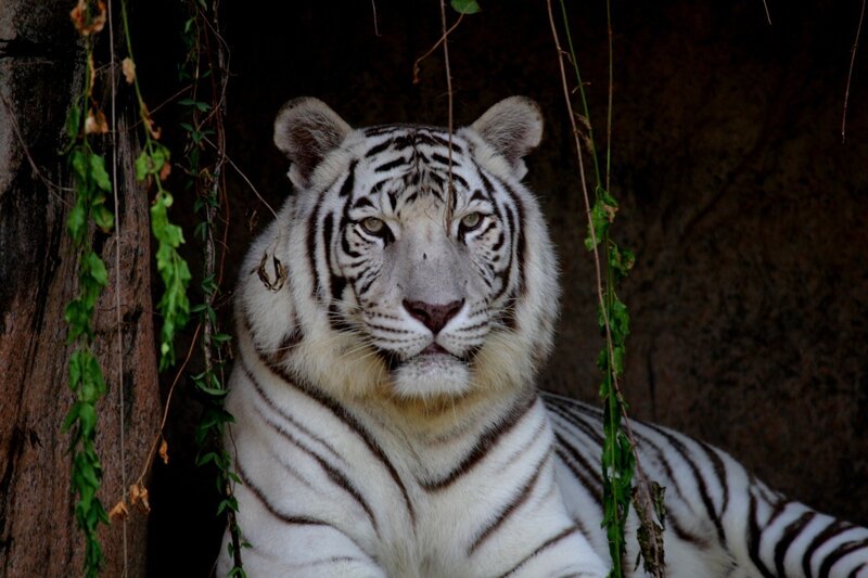 White Tiger in Enclosure — Calm