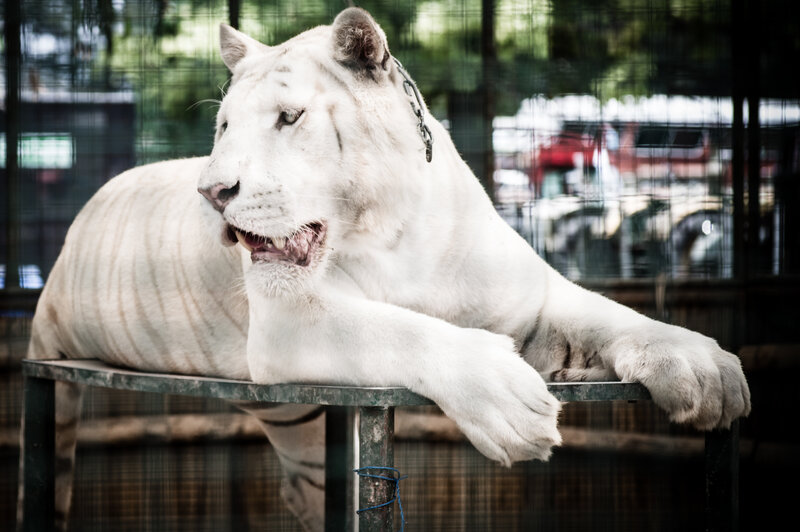 White Tiger in Enclosure — Dramatic