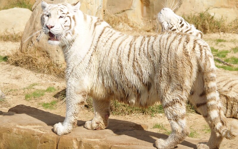 White tiger in enclosure