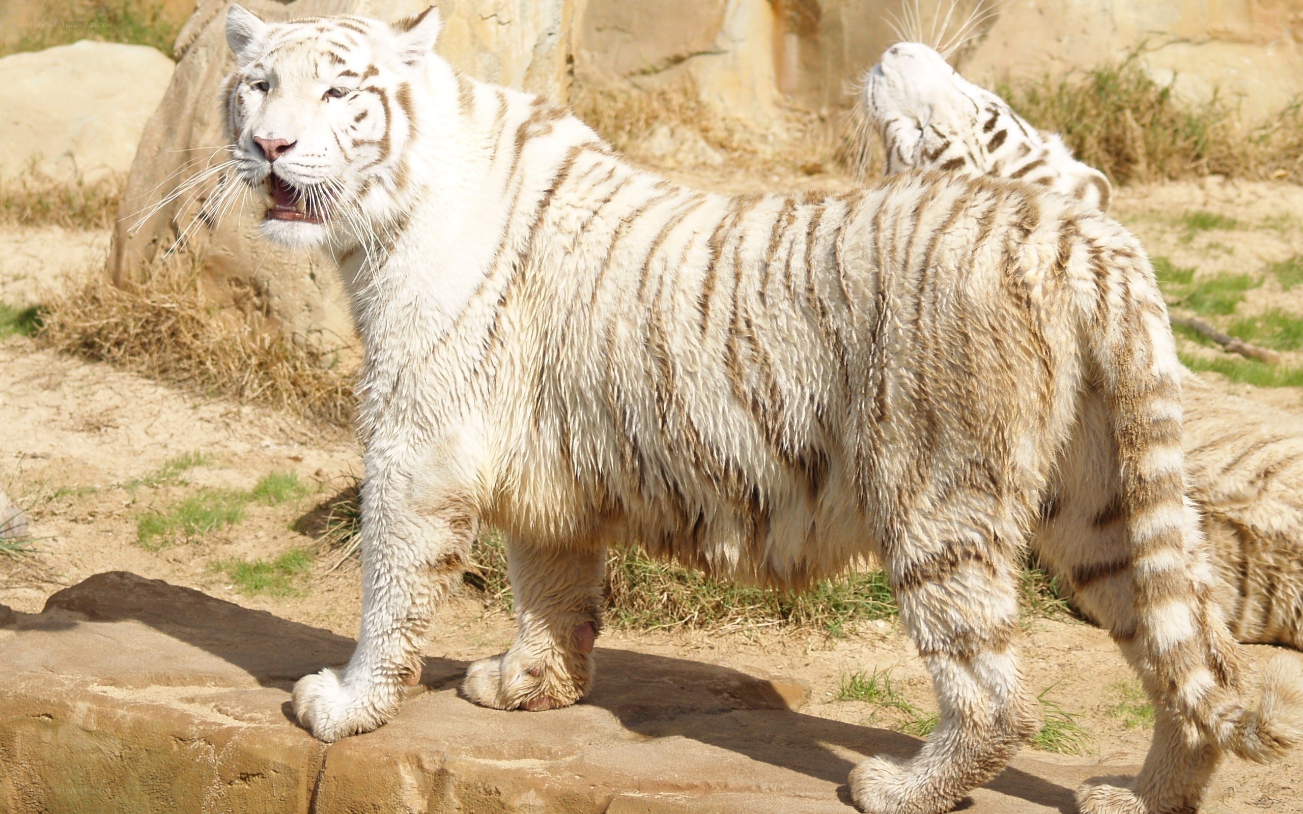 White tiger in enclosure