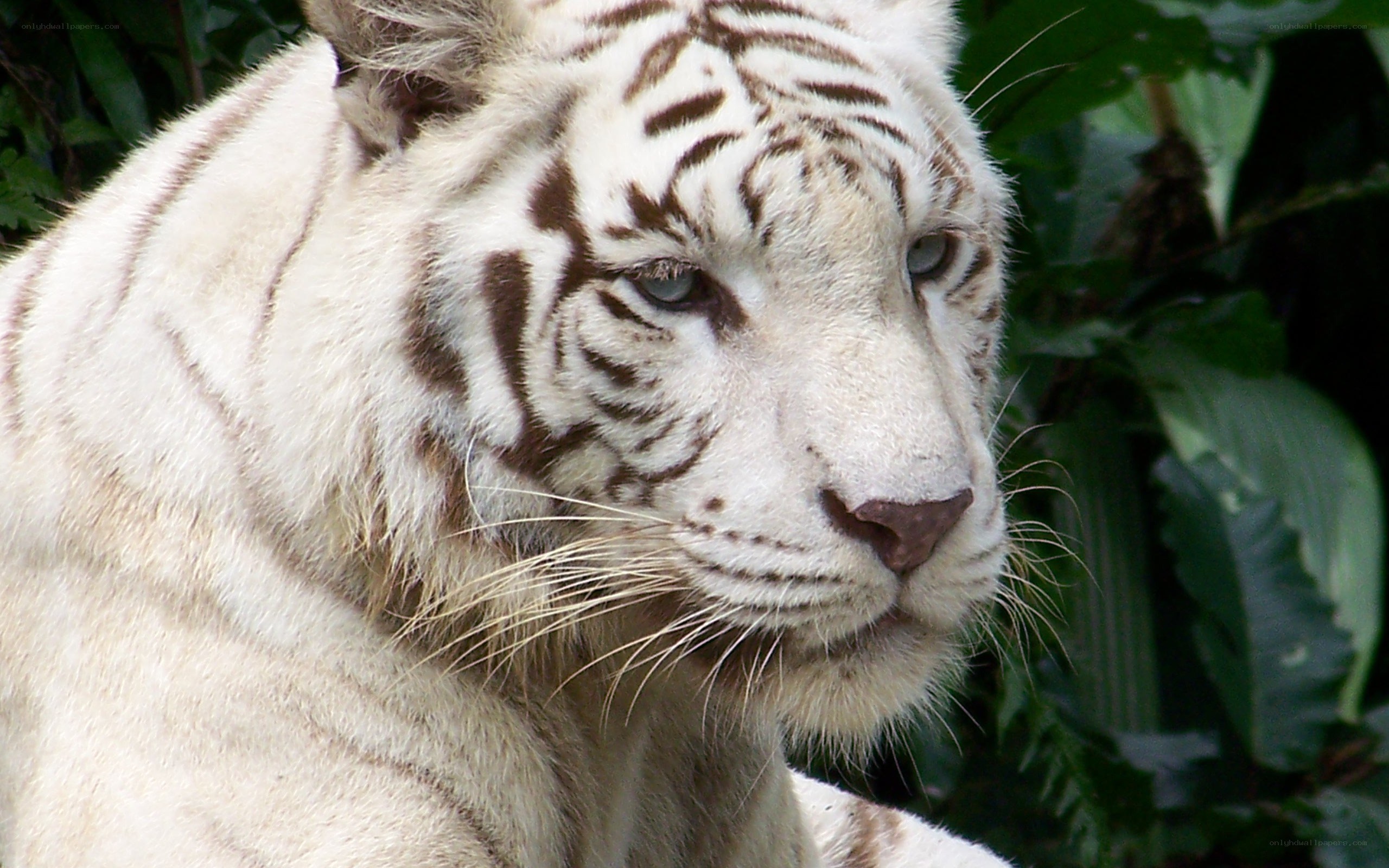 white tiger in foliage