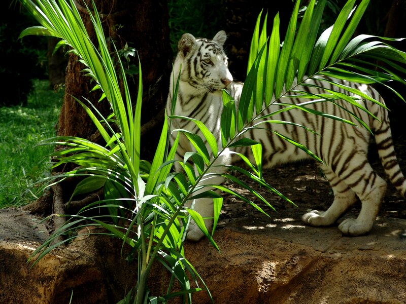 White Tiger in Foliage — Green, Natural