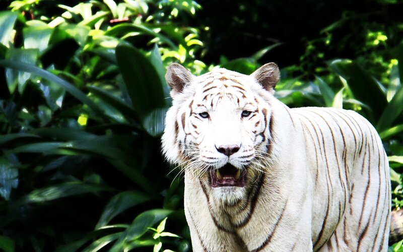 White Tiger in Foliage — Green