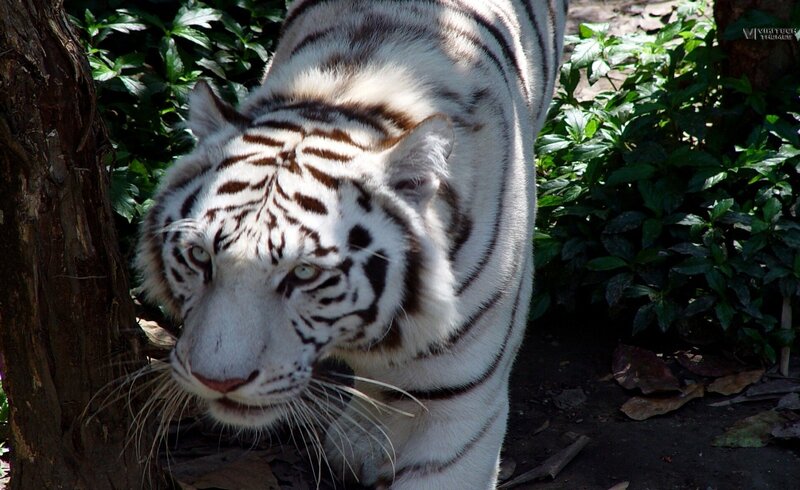 White Tiger in Foliage — Natural