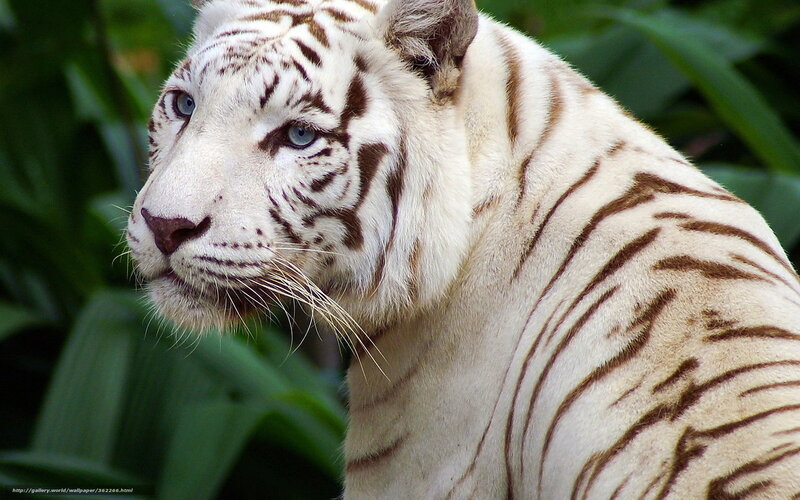 white tiger in foliage