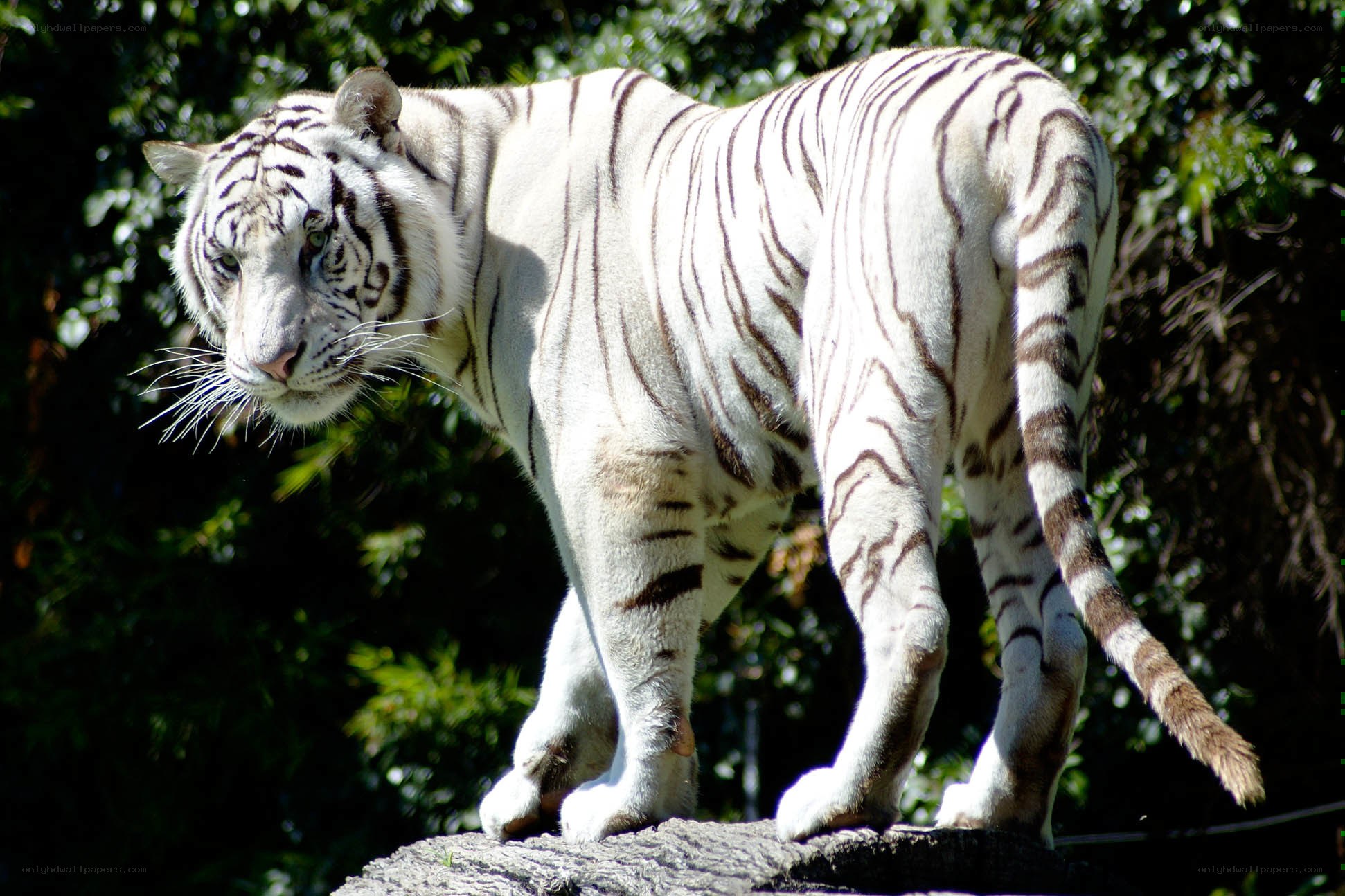 White tiger in forest