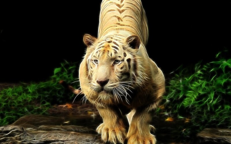 white tiger in forest