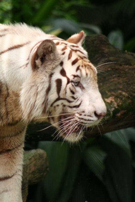 white tiger in forest