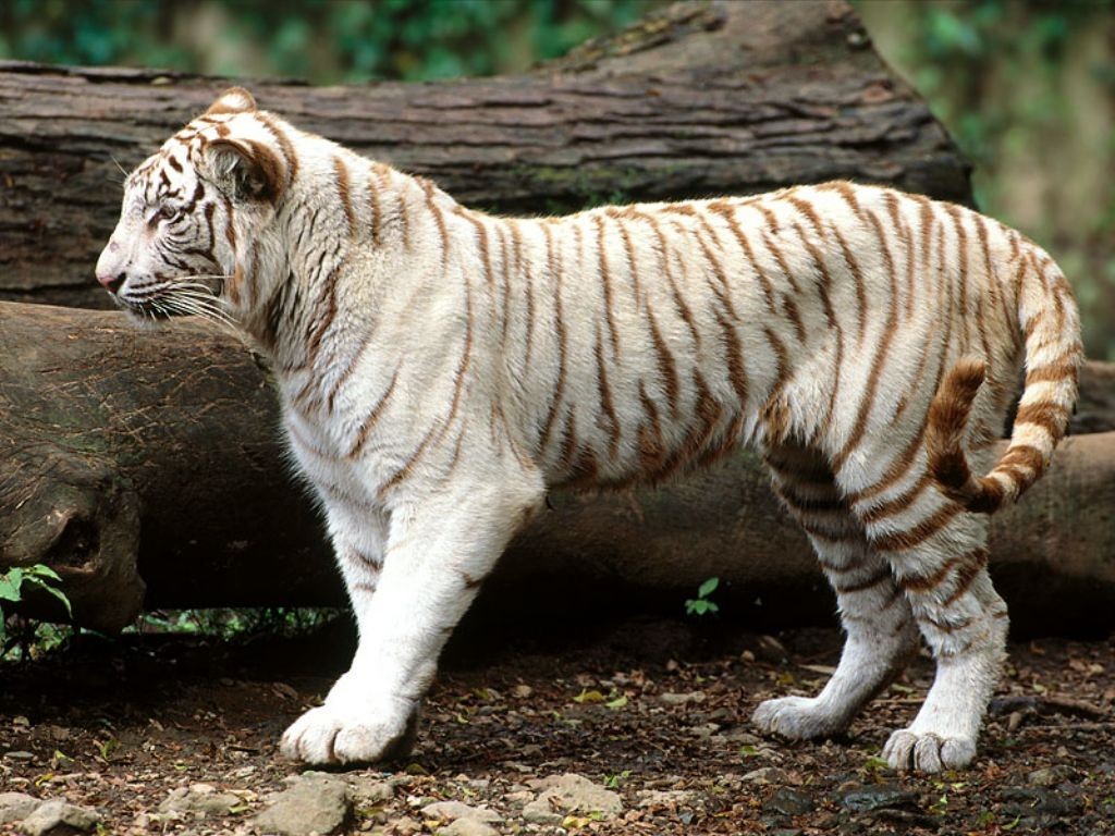 white tiger in forest