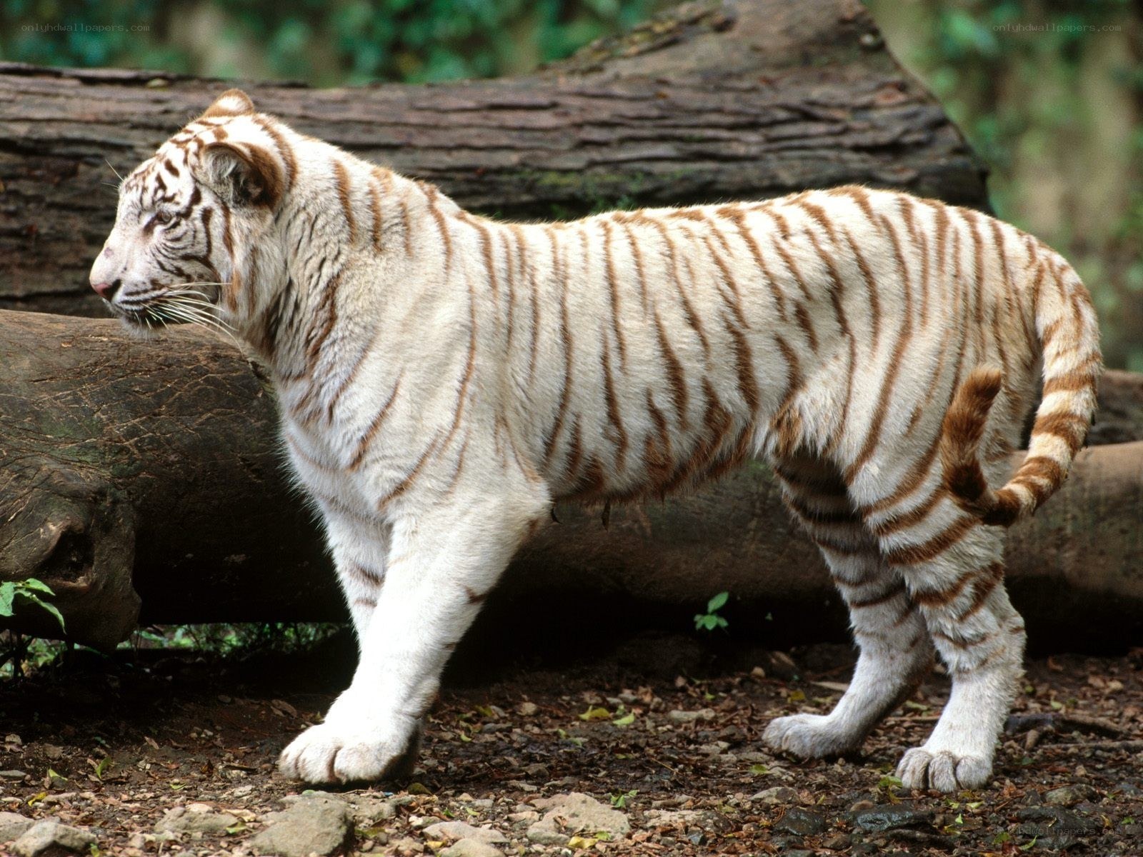 white tiger in forest