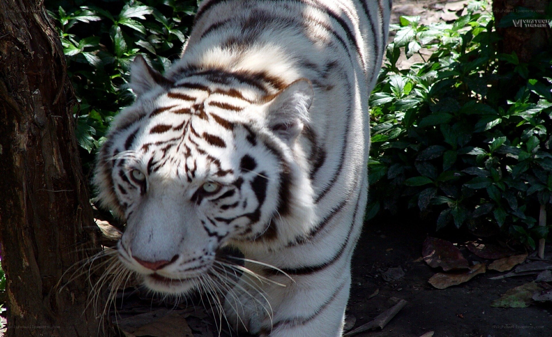 white tiger in forest