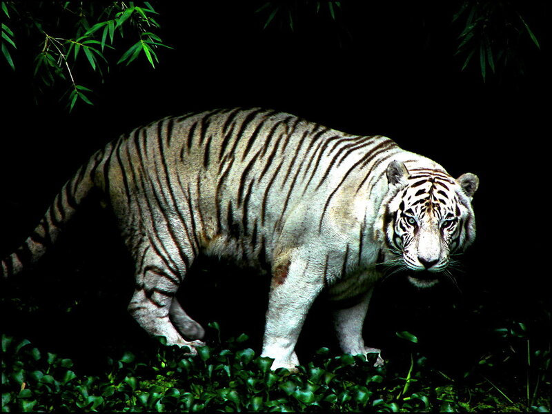 White Tiger in Forest — Black