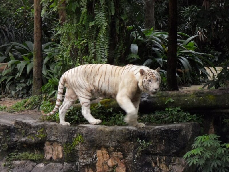 white tiger in forest enclosure