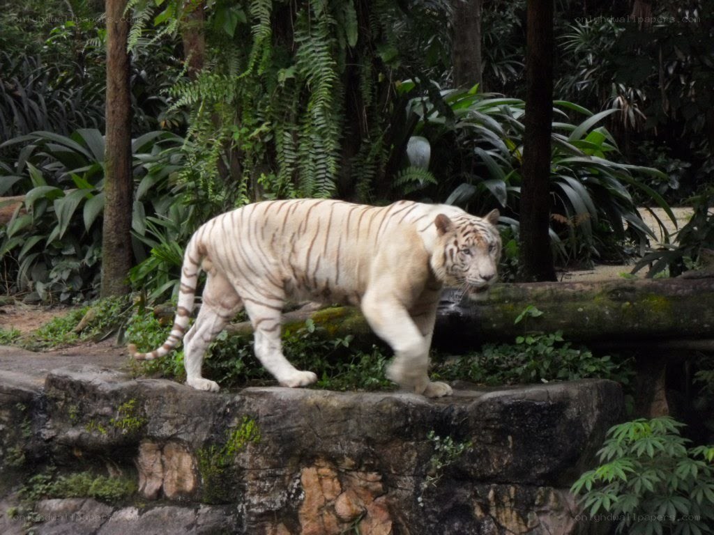 white tiger in forest enclosure