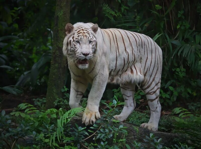 White Tiger in Forest — Green, Natural