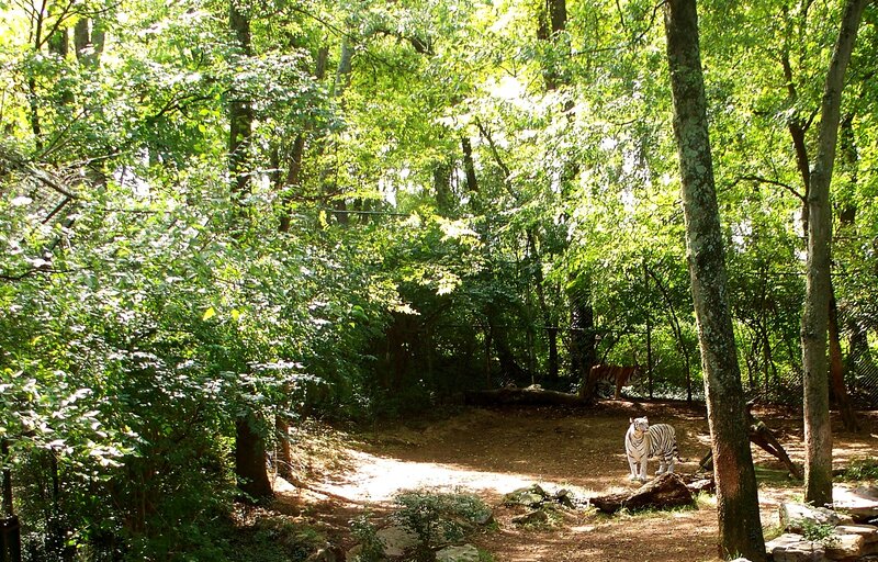 White Tiger in Forest — Green, Serene