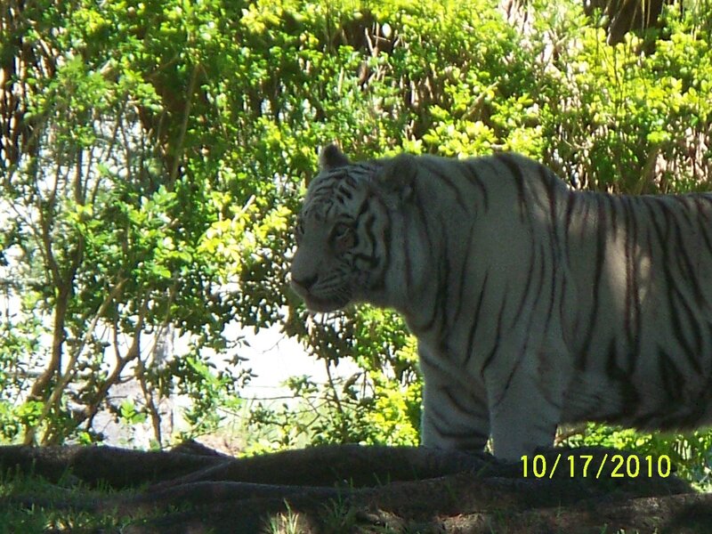White Tiger in Forest — Green