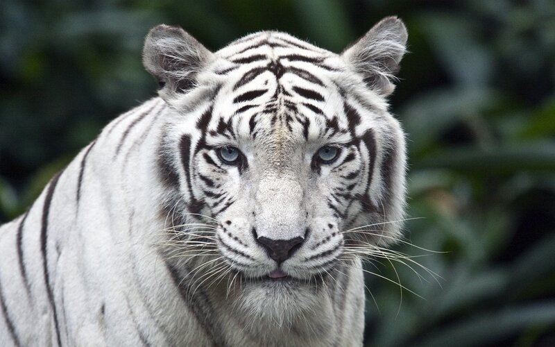 White Tiger in Forest — Intense, Photograph