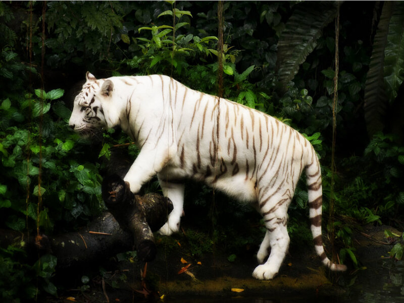 White Tiger in Forest — Natural