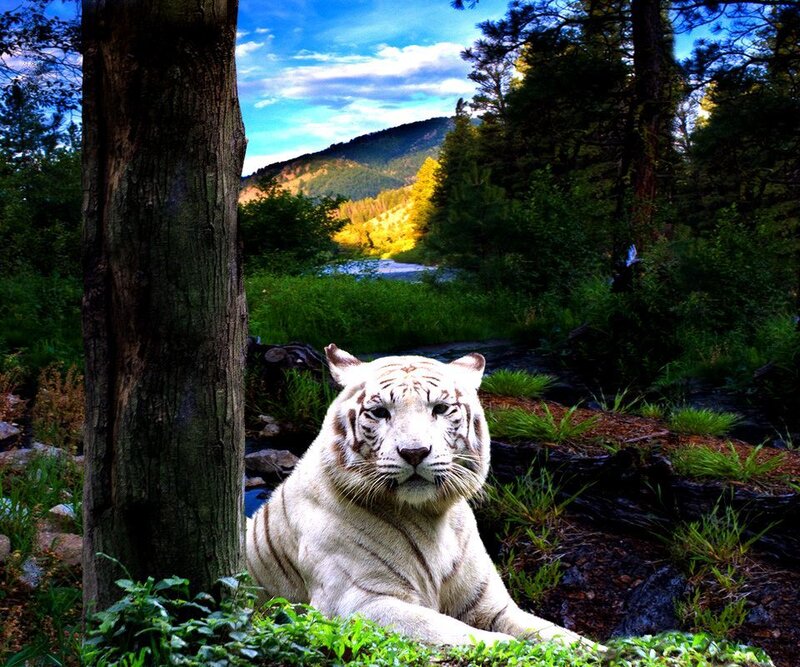 White Tiger in Forest — Serene