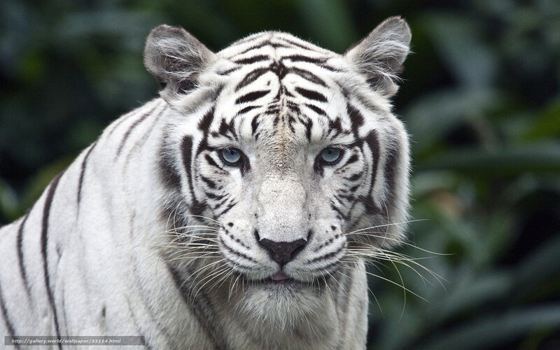 White tiger in forest