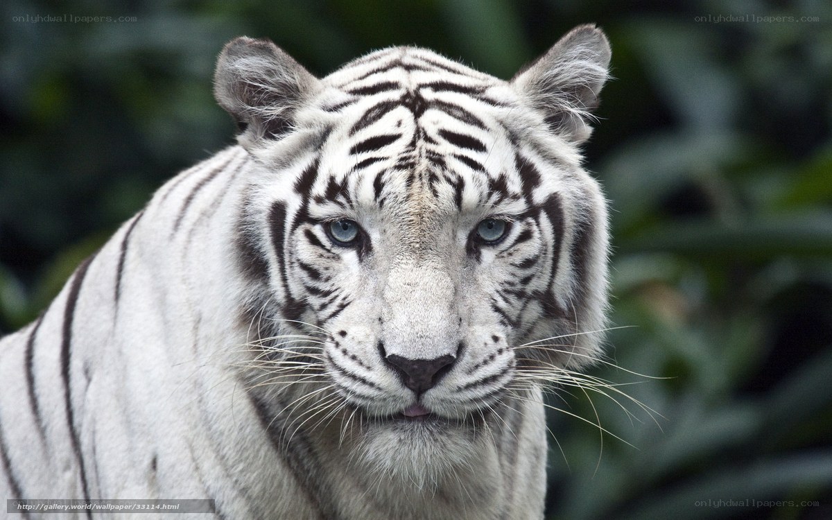 White tiger in forest