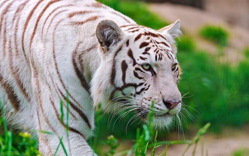 white tiger in grass