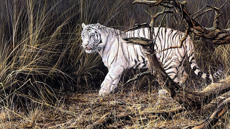 White Tiger in Grass — Alert, Illustration