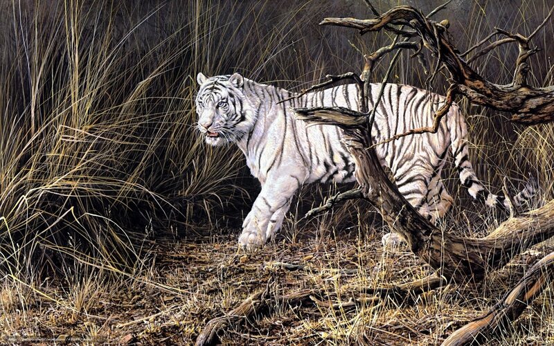 White Tiger in Grass — Alert, Painting