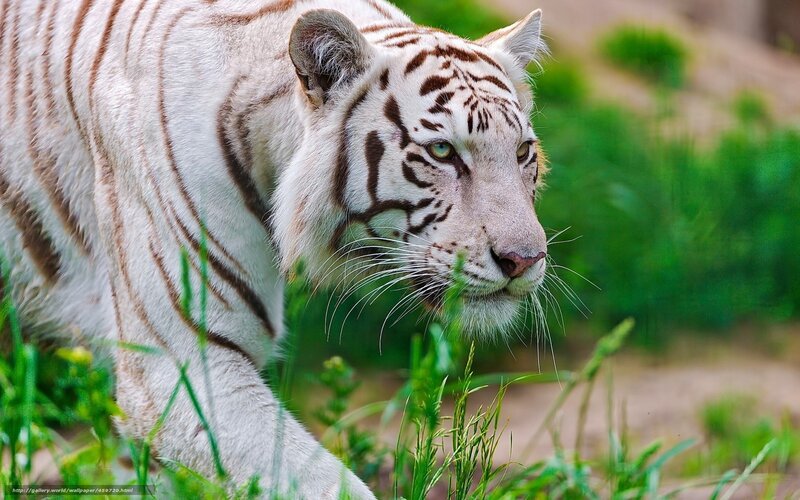 White Tiger in Grass — Alert, Photograph