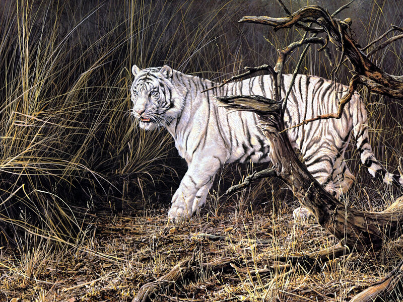 White Tiger in Grass — Alert