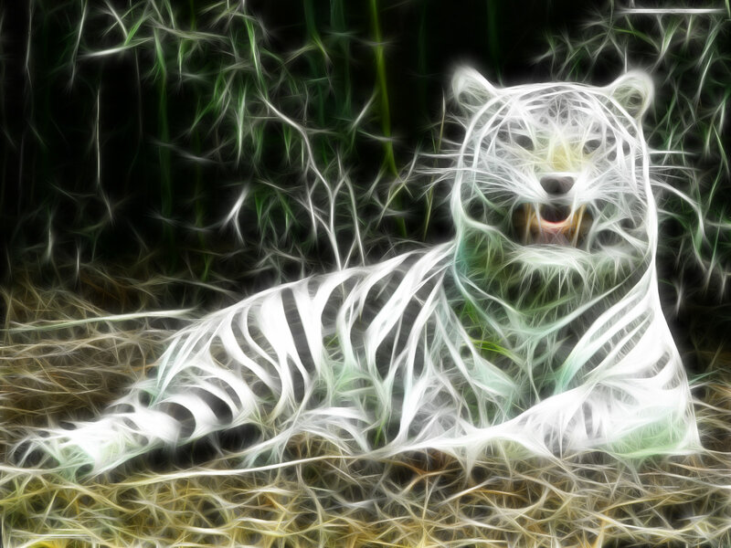 White Tiger in Grass — Dramatic