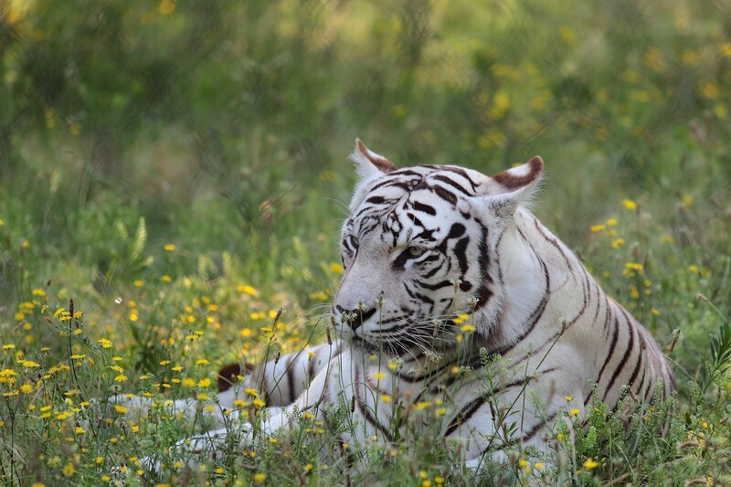 White Tiger in Grass — Green, Calm