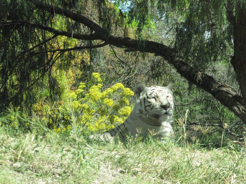 White Tiger in Grass — Green