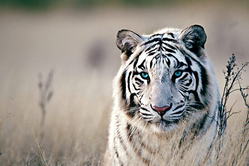 White Tiger in Grass — Intense