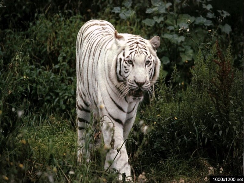 White Tiger in Grass — Natural